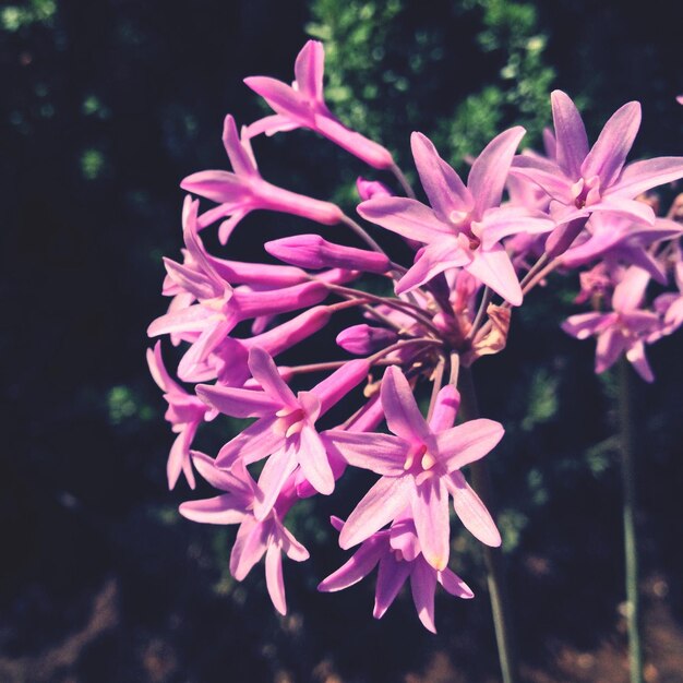 写真 ピンクの花のクローズアップ