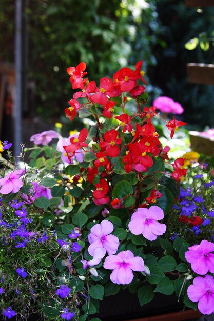 写真 ピンクの花のクローズアップ