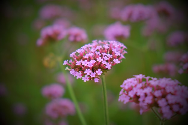 写真 ピンクの花のクローズアップ