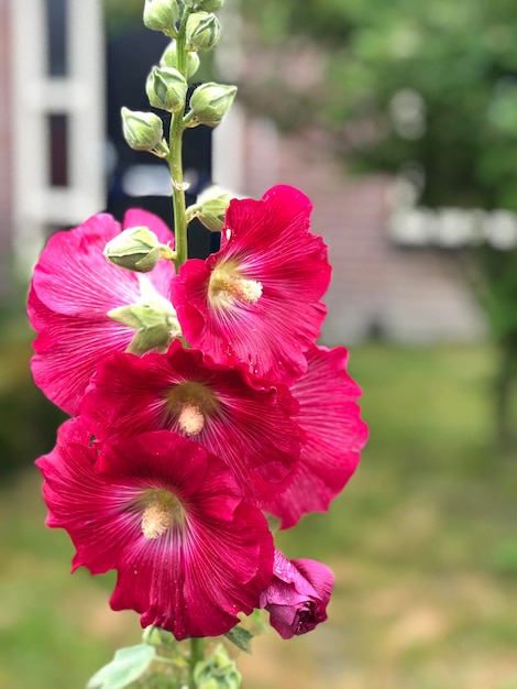 Фото Близкий взгляд на розовый цветок гибискуса