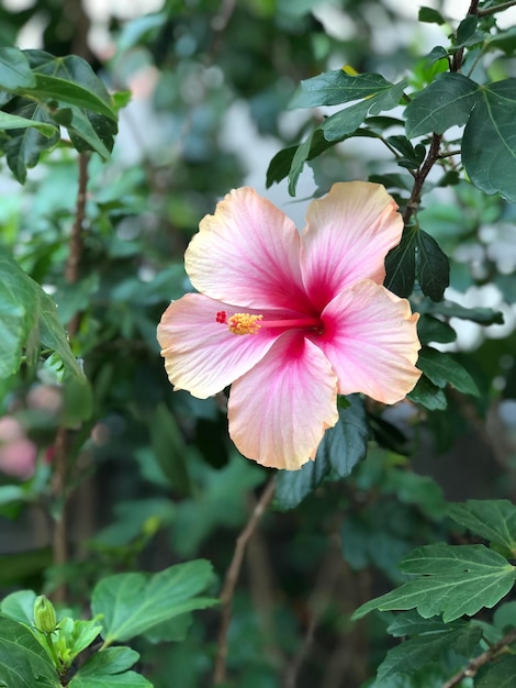 Фото Близкий взгляд на розовый цветок гибискуса