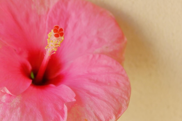 사진 분홍색 히비스쿠스 의 클로즈업
