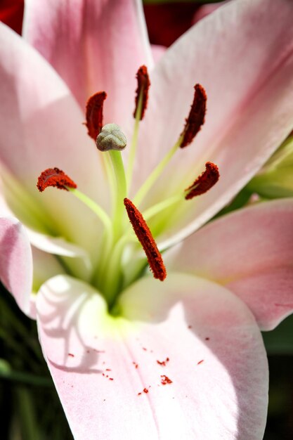 Фото Близкий план розовой лилии
