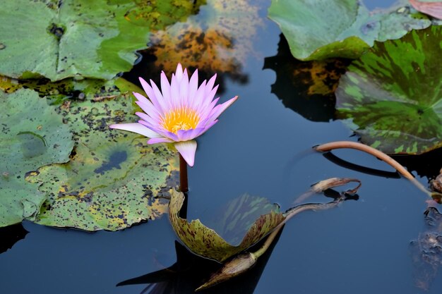 写真 池のピンクの蓮の水蓮のクローズアップ