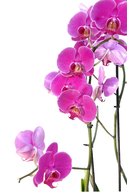 Фото Близкий план розовых орхидей на белом фоне