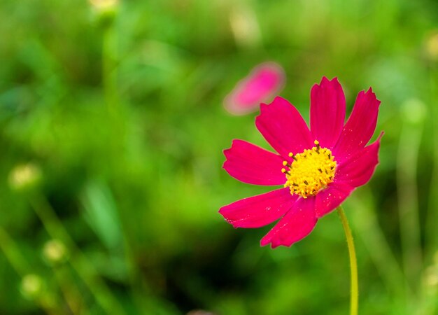 写真 ピンクの赤い花のクローズアップ