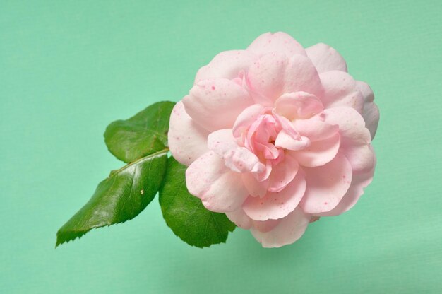 사진 파란 바탕 에 있는 분홍색 장미 의 클로즈업