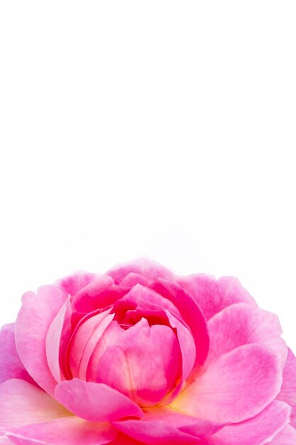 写真 白い背景のピンクのバラのクローズアップ