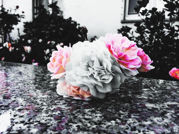 Фото Близкий план розовой розы, цветущей на открытом воздухе