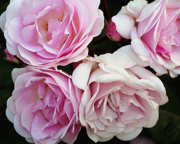 写真 ピンクのバラの花束のクローズアップ