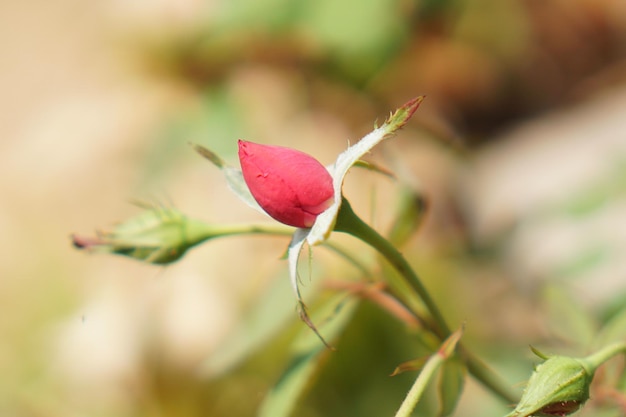 写真 ピンクのバラの芽のクローズアップ