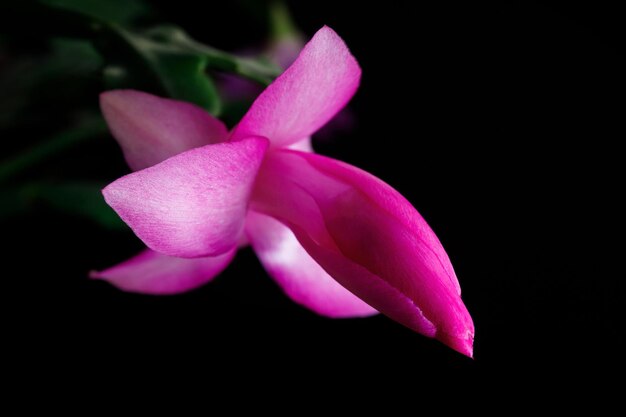 Фото Клоуз-ап розового цветка на черном фоне