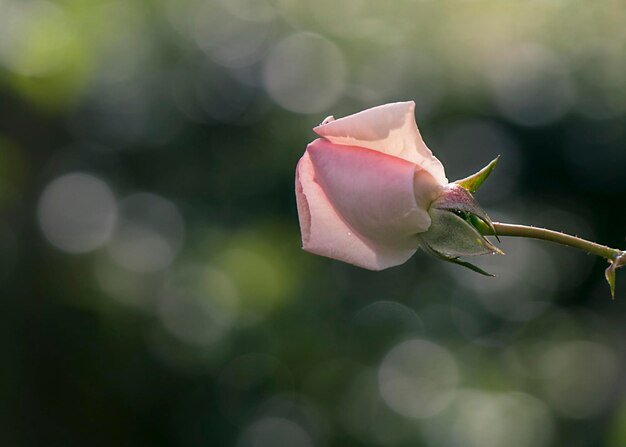 写真 ピンクのバラの花芽のクローズアップ