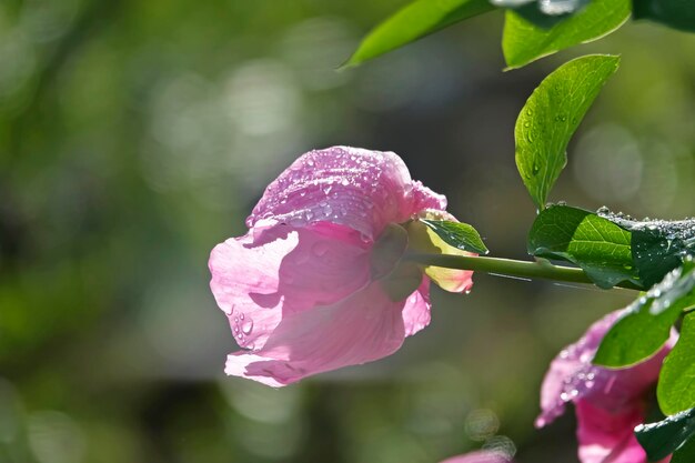 写真 ピンクのバラの花のクローズアップ