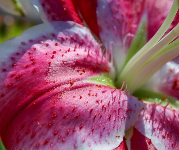 写真 ピンクのバラの花のクローズアップ