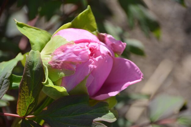 写真 ピンクのバラの花のクローズアップ