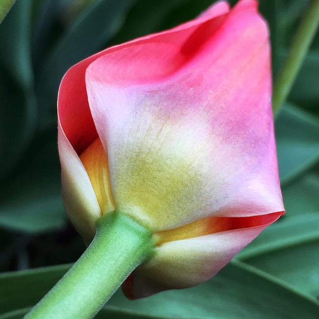 写真 ピンクのバラの花のクローズアップ