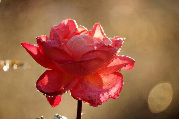 사진 분홍색 장미 꽃 의 클로즈업