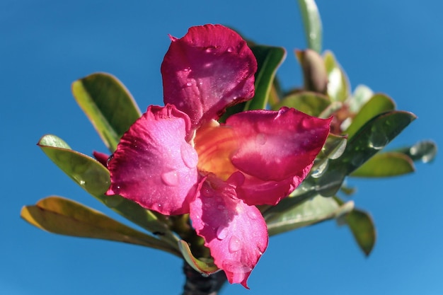 写真 ピンクのバラの花のクローズアップ