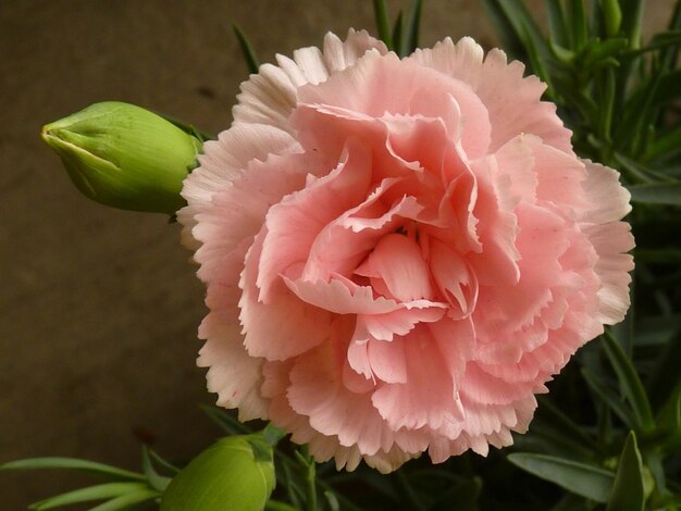 Фото Близкий взгляд на розовый цветок