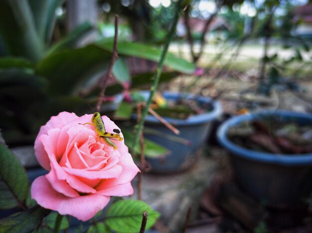 Фото Клоуз-ап розовой розы на растении. я люблю это.
