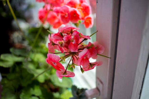 写真 ピンクのバラの植物のクローズアップ