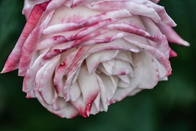 Фото Ближайший план розовой розы