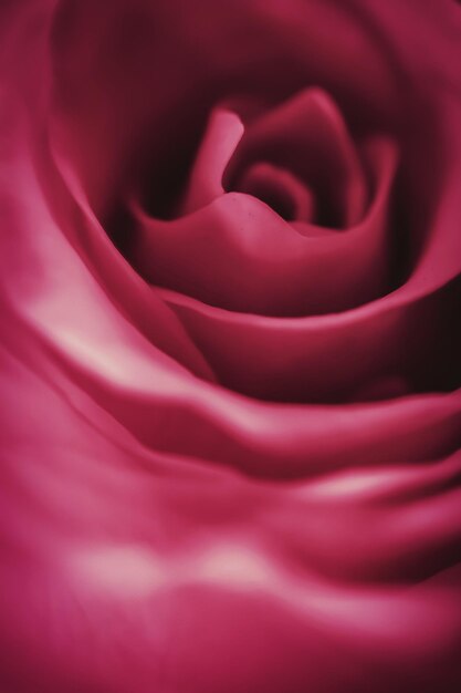 Фото Близкий план розовой розы