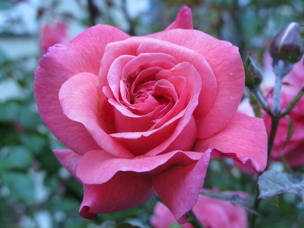Фото Близкий план розовой розы