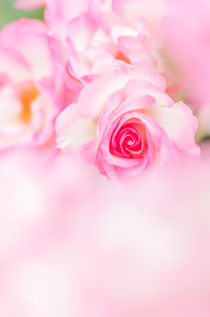 写真 ピンクのバラのクローズアップ