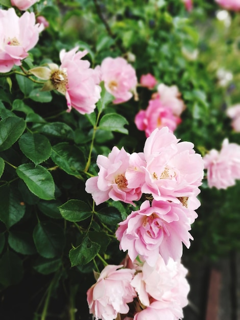사진 야외 에서 꽃 을 피우고 있는 분홍색 장미 의 클로즈업