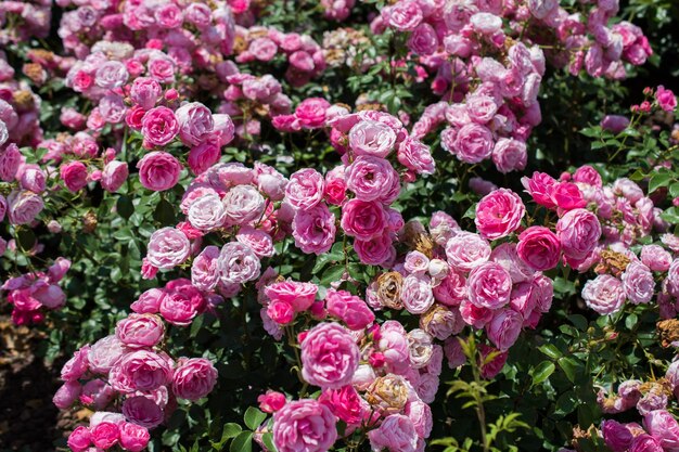 Фото Ближайший план розовых роз