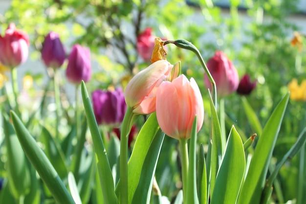 写真 ピンクのチューリップの花のクローズアップ