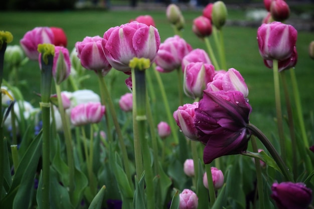Фото Ближайший план цветов розовых тюльпанов
