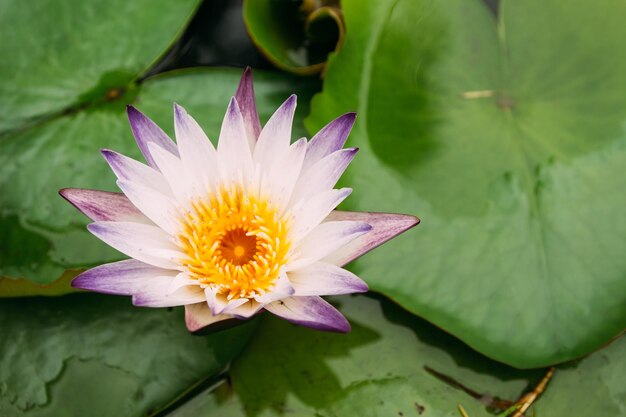 写真 池のピンクの水蓮のクローズアップ