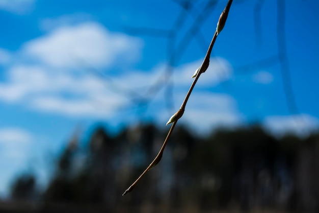 写真 青い空を背景にした植物のクローズアップ