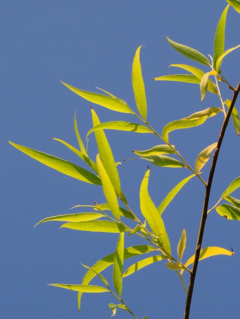 写真 青い空を背景にした植物のクローズアップ