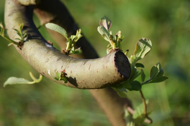 写真 ぼんやりした背景の植物のクローズアップ