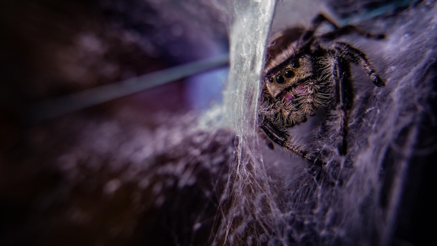 写真 ぼんやりした背景の植物のクローズアップ