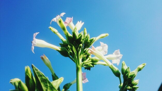 写真 澄んだ青い空を背景に植物のクローズアップ