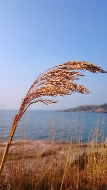 사진 바다에 대한 공장의 클로즈업