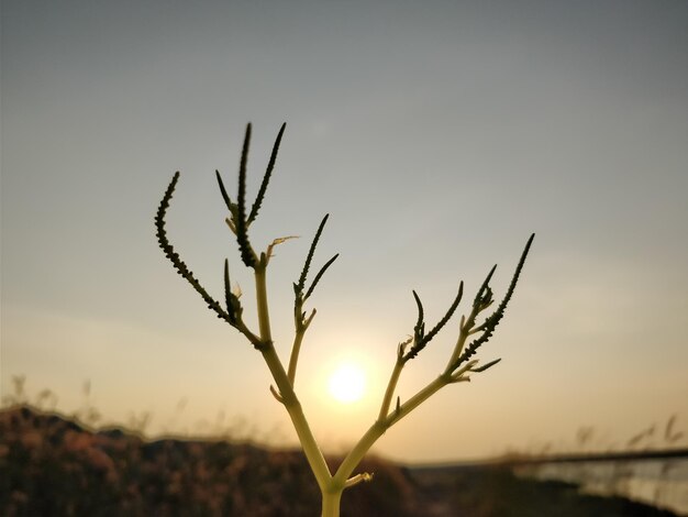 写真 夕暮れの空を背景にした植物のクローズアップ