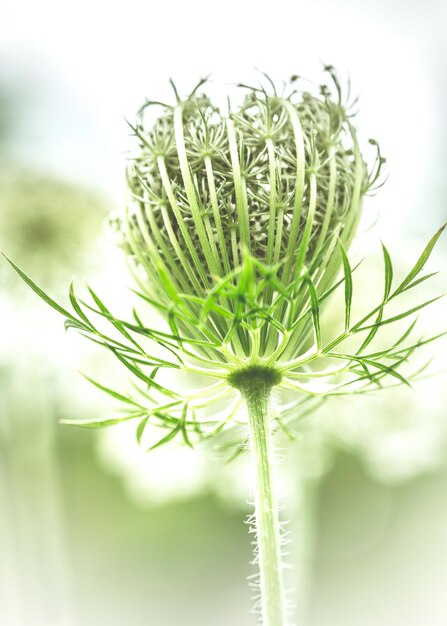 写真 空に照らされた植物のクローズアップ