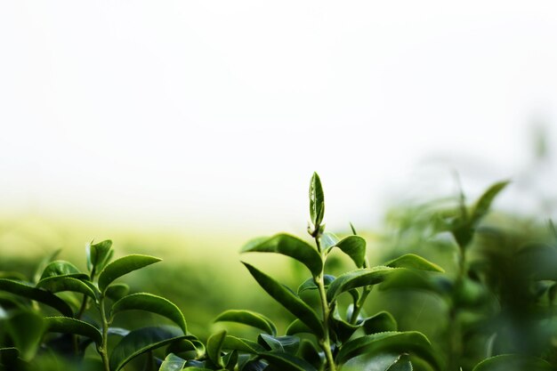 写真 空に照らされた植物のクローズアップ