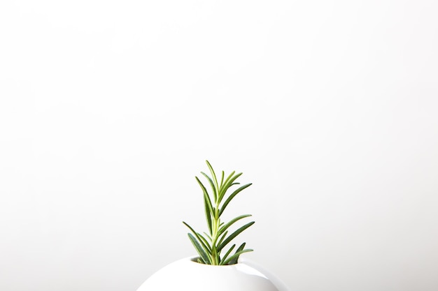 写真 白い背景の植物のクローズアップ