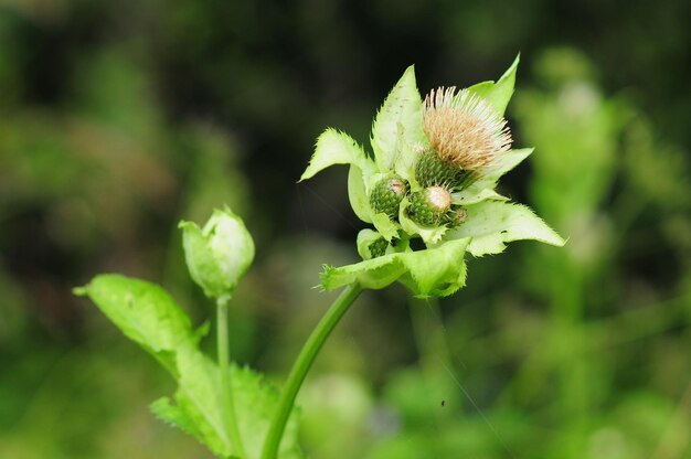 写真 白い壁に照らされた植物のクローズアップ