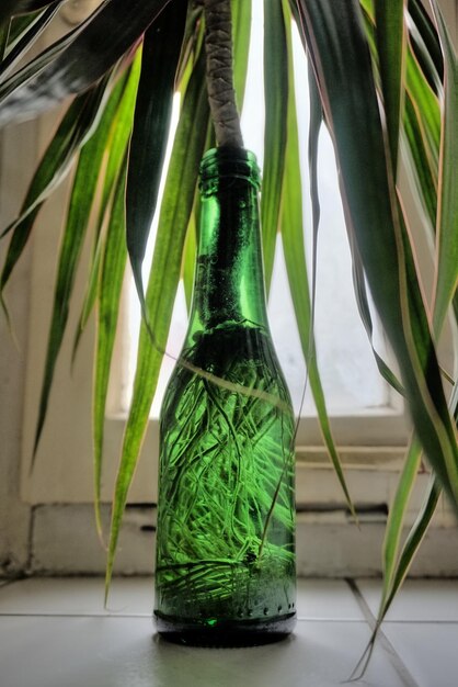 Фото Близкий взгляд на растение, растущее в бутылке на плиточном полу