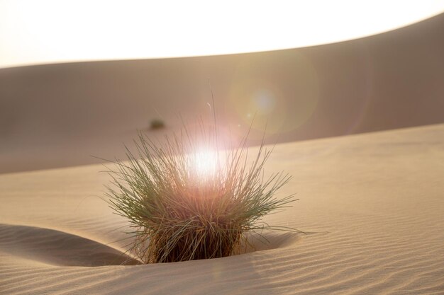 Фото Клоуз-ап растения, растущего в пустыне на фоне неба в солнечный день пустынный кустарник