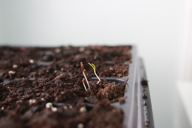 写真 泥の中で成長する植物のクローズアップ