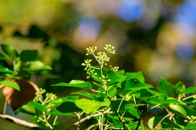 写真 畑で育つ植物のクローズアップ